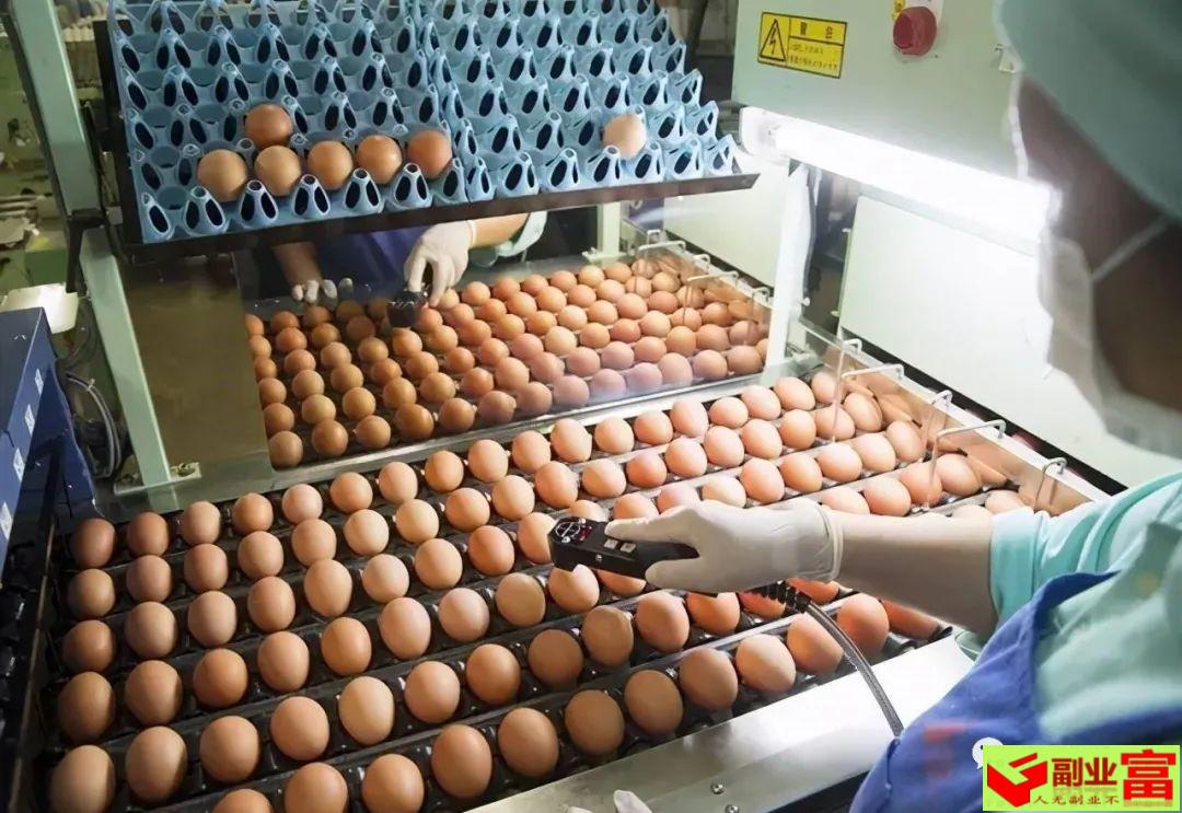 日本一家公司只卖鸡蛋，1年挣2亿！