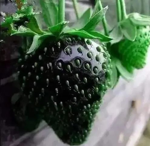黑色草莓每颗售价高达接近30元，5000斤亩，年赚20w！-副业富